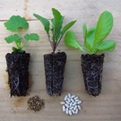 Three plugs, seedlings and their seeds.