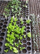 Flat with garden seedlings.