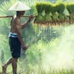 Asian farmer carrying a long pole on his shoulder with hanging rice plants