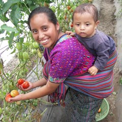 Guatemalan woman in indigenous dress with a baby strapped to her back picking tomatoes in a greenhouse