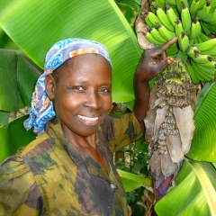 A woman in Kenya in colorful dress stands in front of a bunch of bananas on a farm.