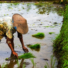 Man in Asian hat in ankle deep water planting rice seedlings