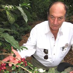 A coffee farmer in Guatemala inspecting his coffee plants for coffee rust- a disease which has moved into Guatemala because of climate change.