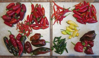 Collection of peppers from Tim Magee's rooftop garden.