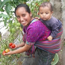 Mayan woman picking tomatoes in a greenhouse