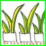 Vegetable Garden Care: Seedlings.